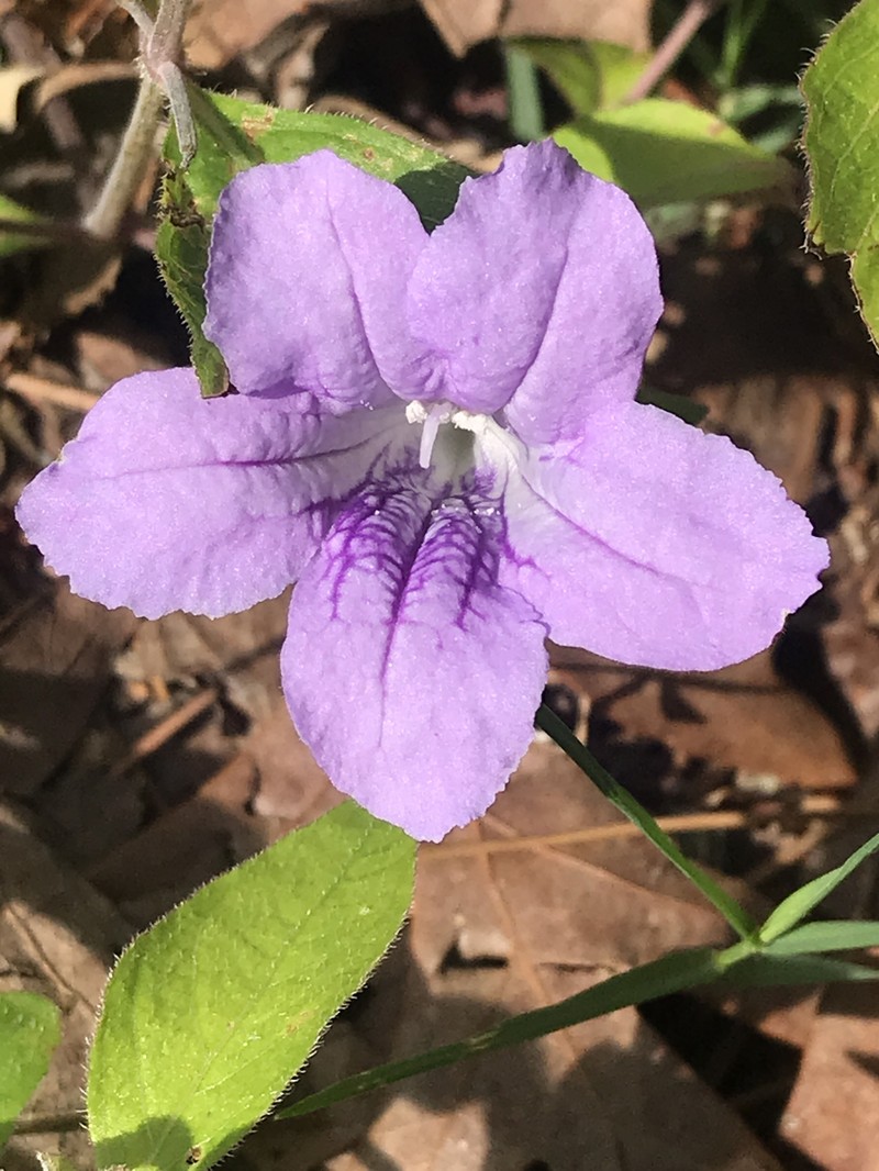 Ruellia pedunculata subsp. pedunculata photo 4