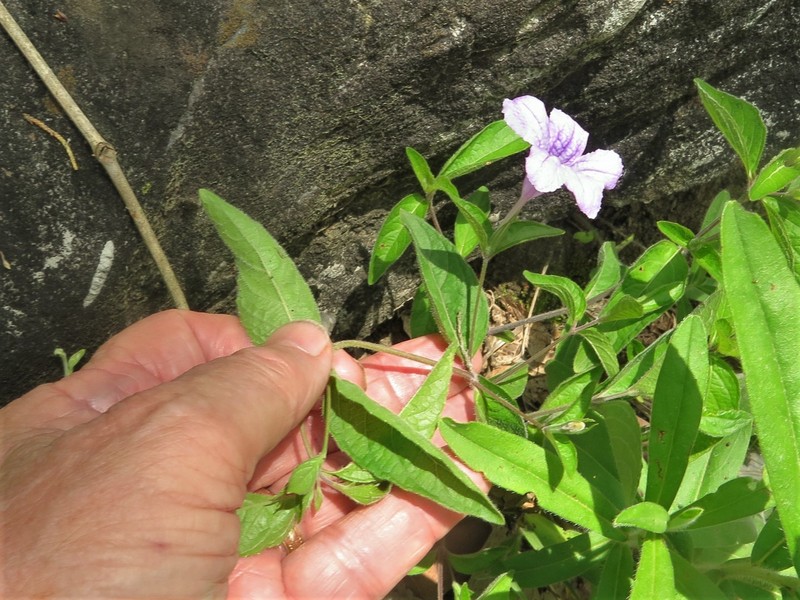 Ruellia pedunculata subsp. pedunculata photo 5