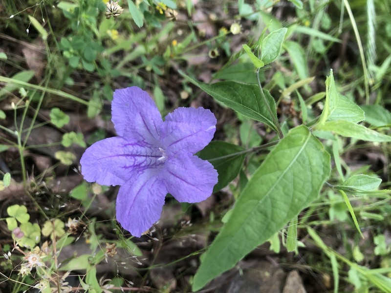 Ruellia pedunculata subsp. pedunculata photo 6