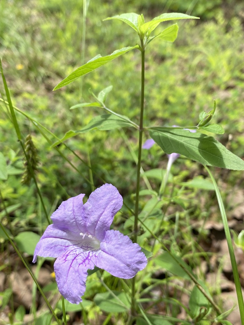 Ruellia pedunculata subsp. pedunculata photo 7