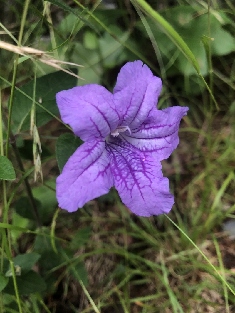 Ruellia pedunculata subsp. pedunculata photo 8