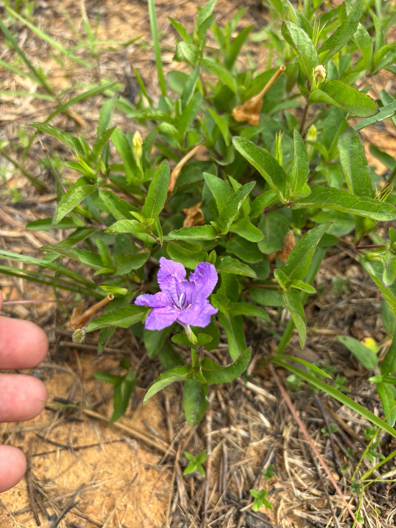 Ruellia pedunculata subsp. pinetorum