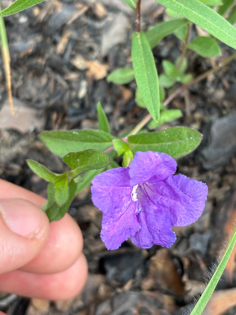 Ruellia pedunculata subsp. pinetorum photo 2