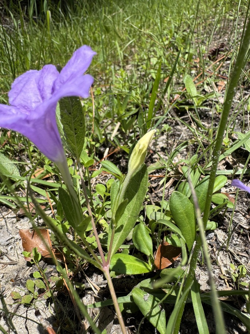 Ruellia pedunculata subsp. pinetorum photo 3