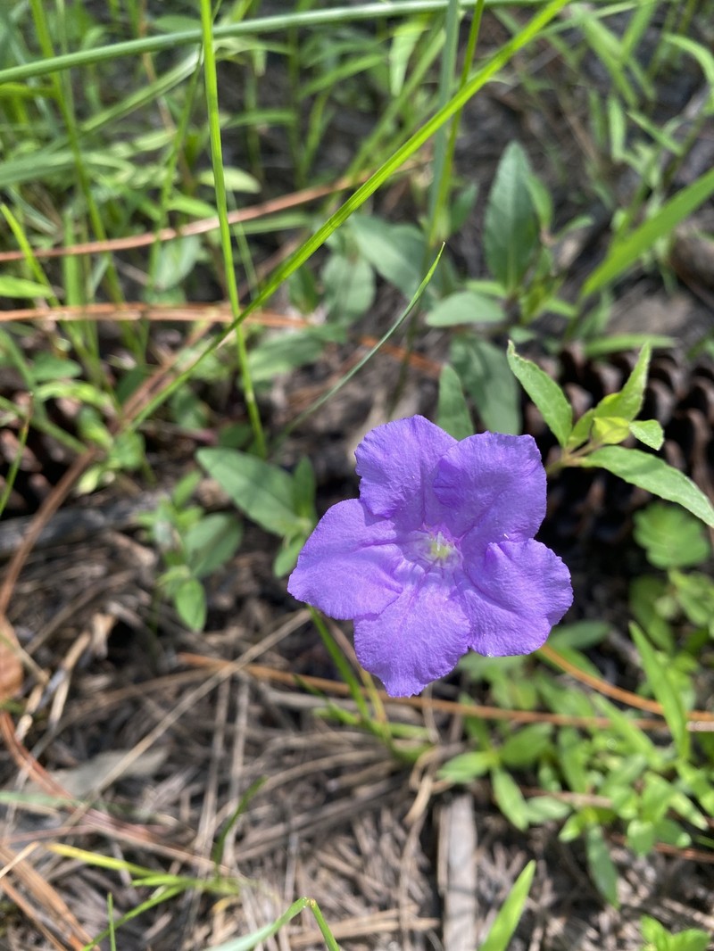 Ruellia pedunculata subsp. pinetorum photo 4