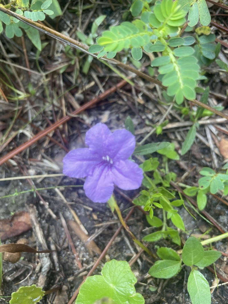 Ruellia pedunculata subsp. pinetorum photo 5