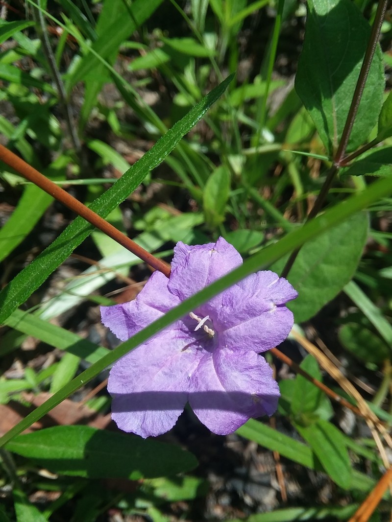 Ruellia pedunculata subsp. pinetorum photo 6