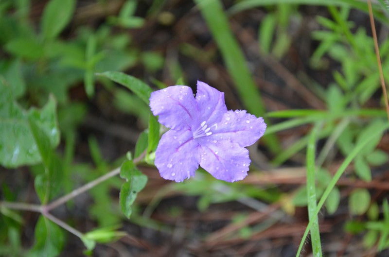 Ruellia pedunculata subsp. pinetorum photo 7