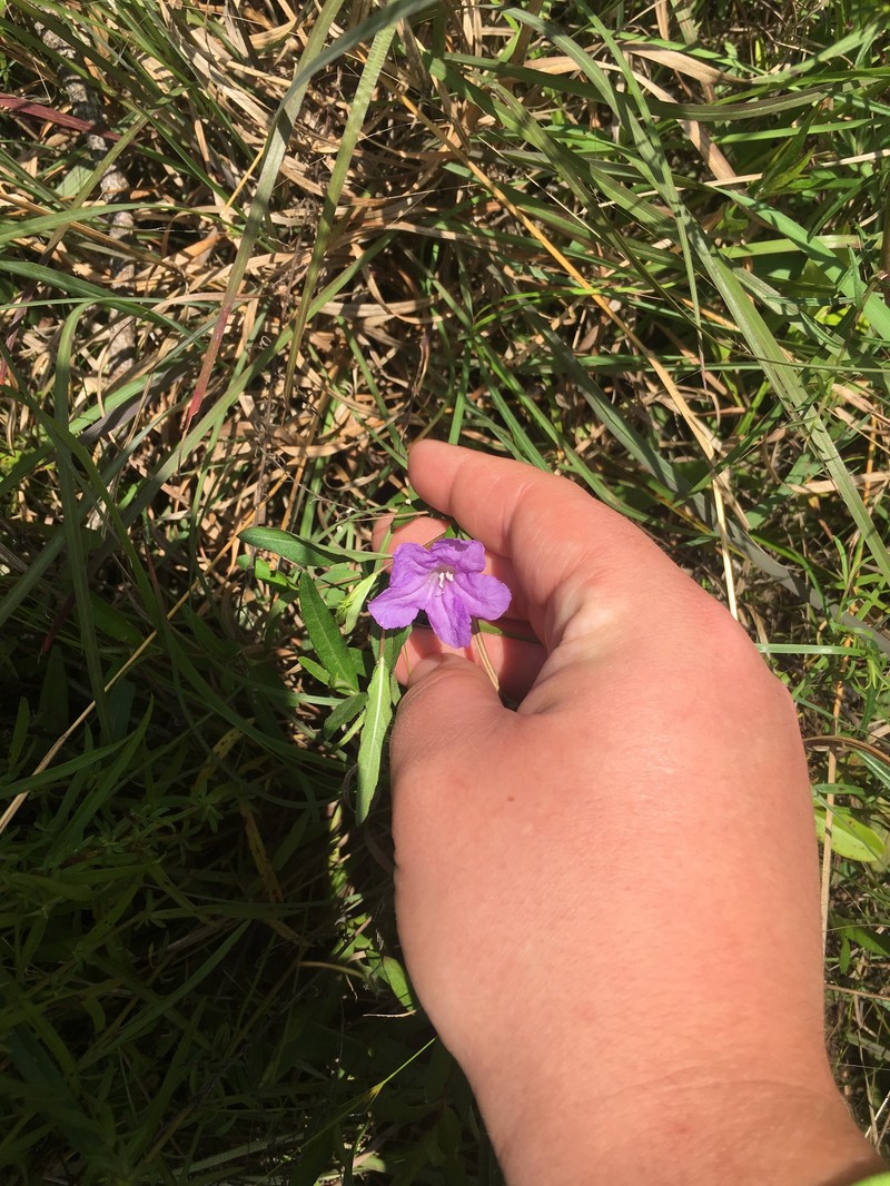 Ruellia pedunculata subsp. pinetorum photo 8