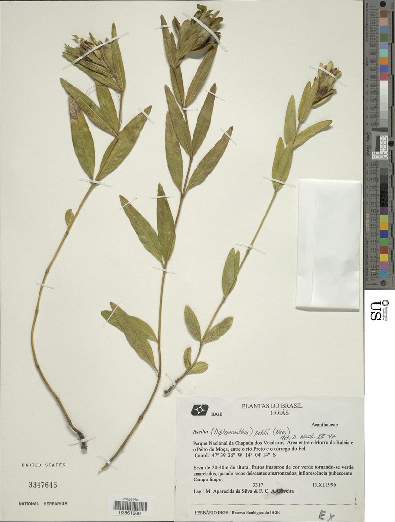 Ruellia pohlii