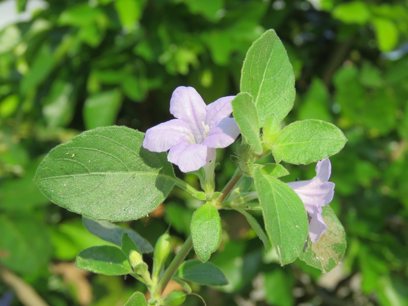 Prostrate Wild Petunia photo 4