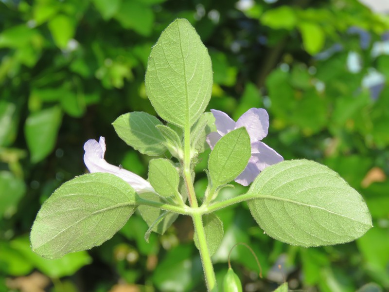 Prostrate Wild Petunia photo 5