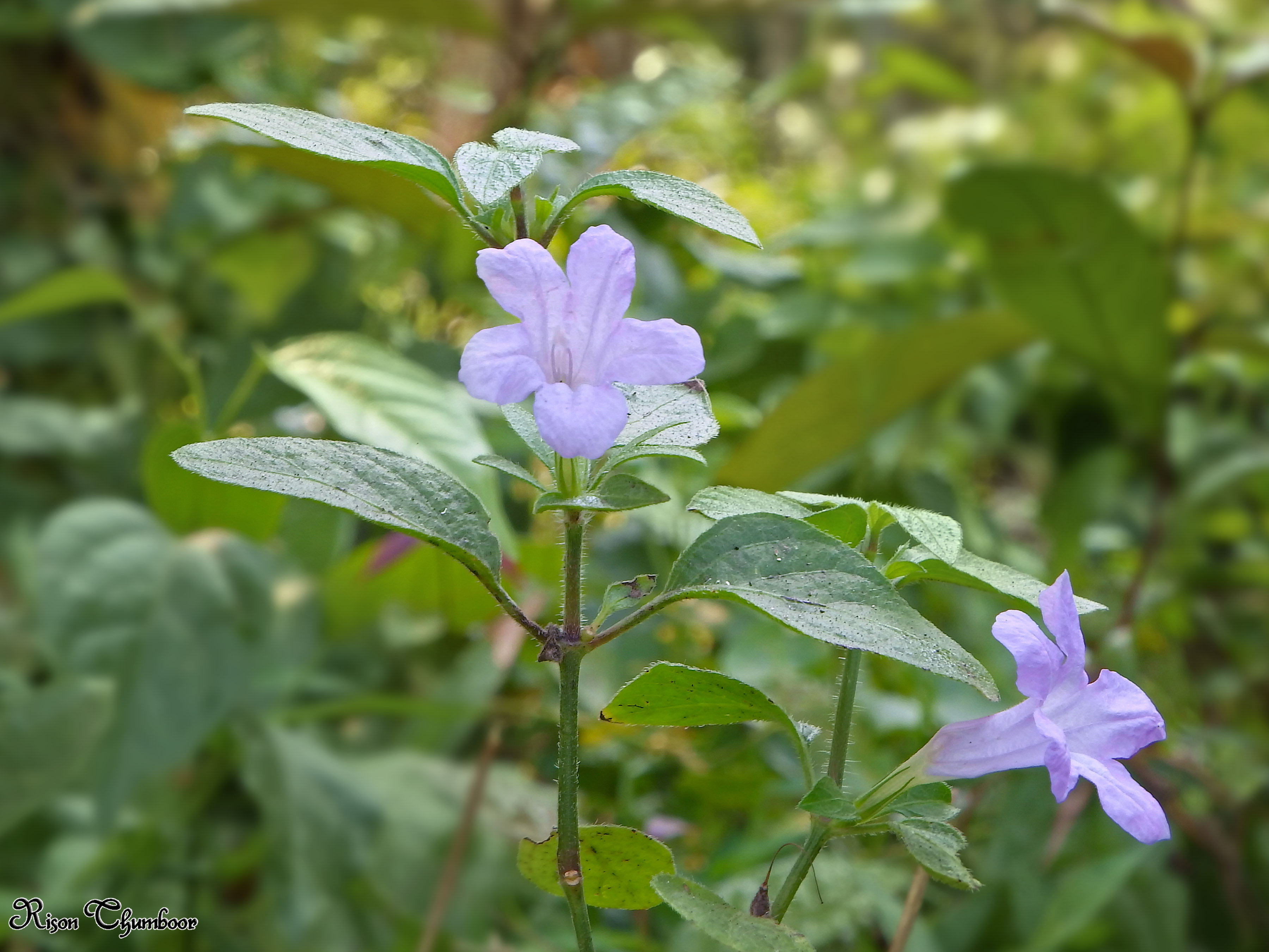 Prostrate Wild Petunia photo 6