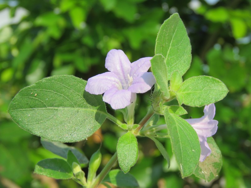 Prostrate Wild Petunia photo 2