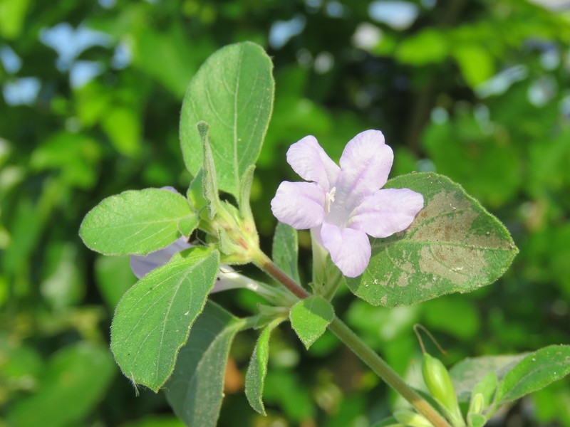 Prostrate Wild Petunia photo 3