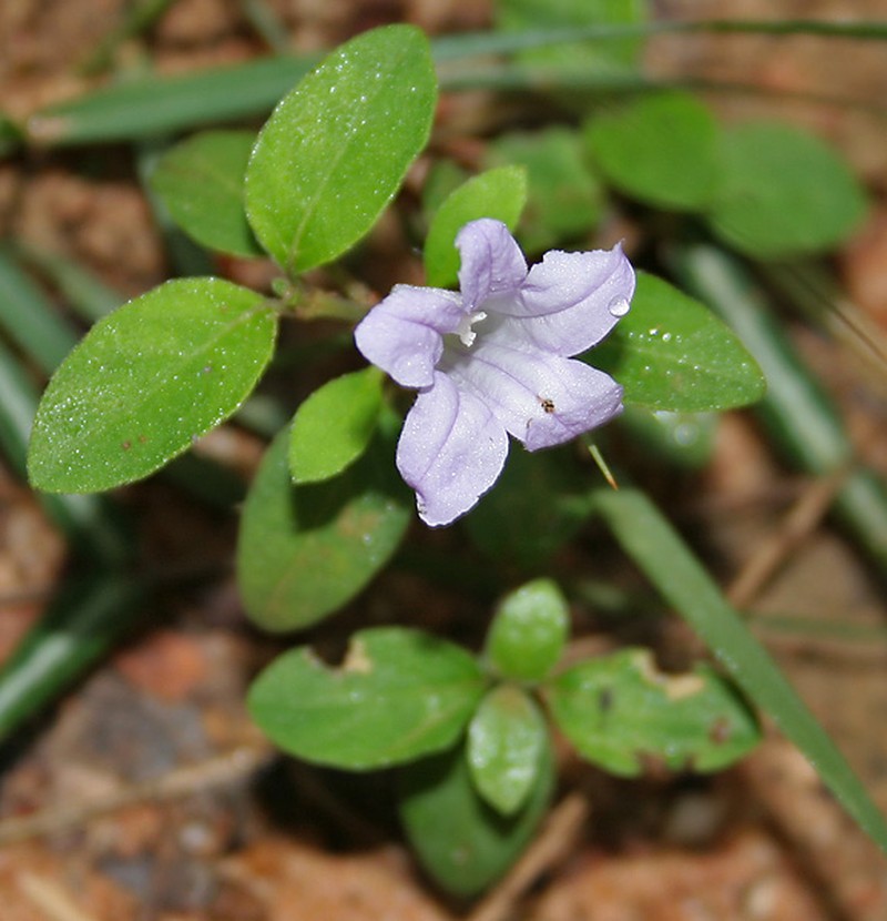 Prostrate Wild Petunia