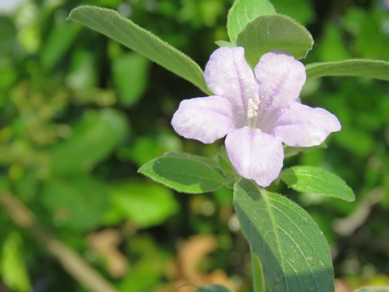 Prostrate Wild Petunia photo 7