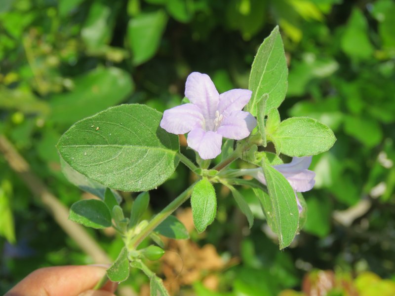Prostrate Wild Petunia photo 8