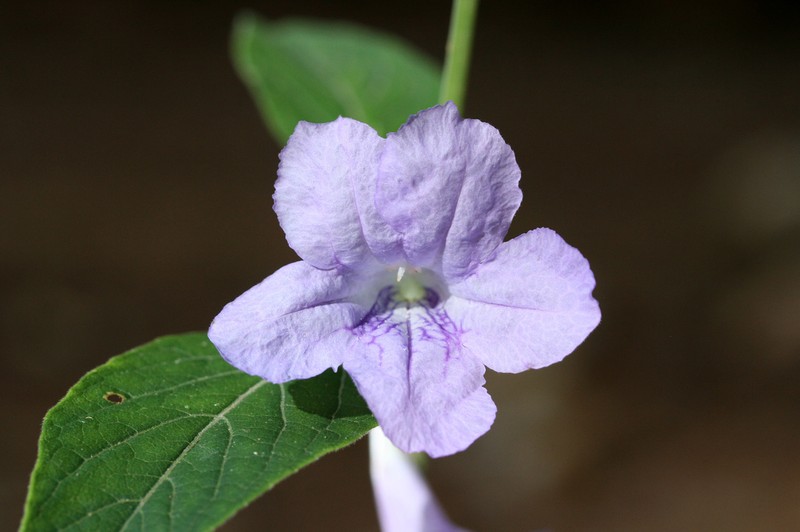 Pursh's Wild Petunia