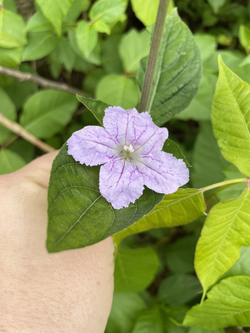 Pursh's Wild Petunia photo 2