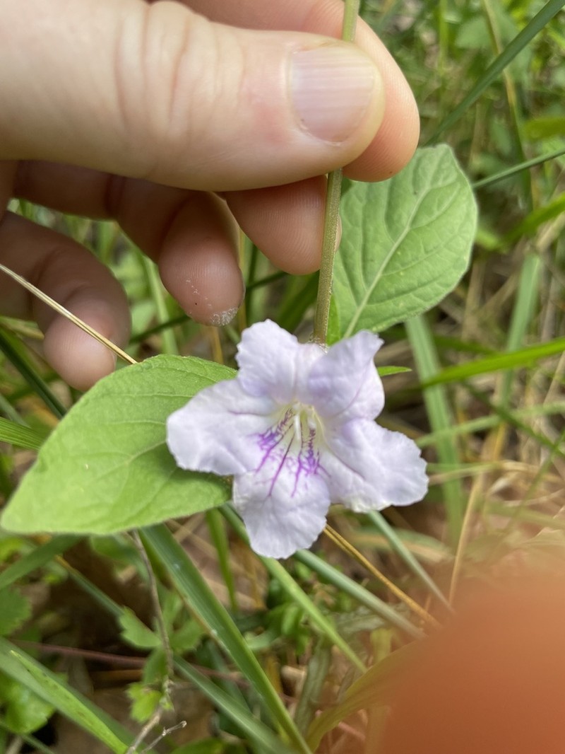 Pursh's Wild Petunia photo 3