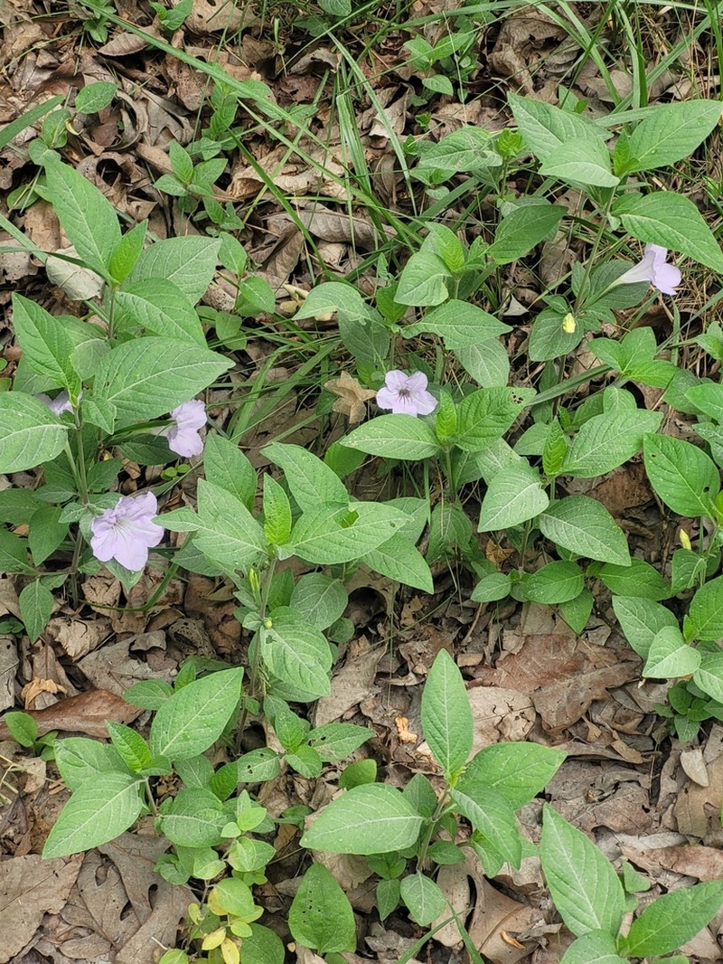 Pursh's Wild Petunia photo 4