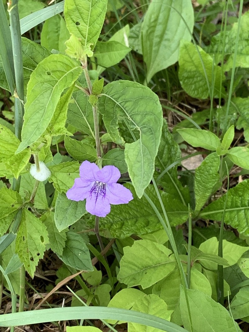 Pursh's Wild Petunia photo 5