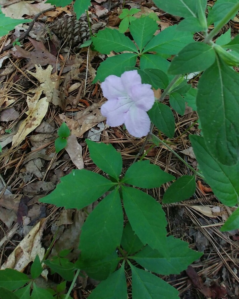 Pursh's Wild Petunia photo 6