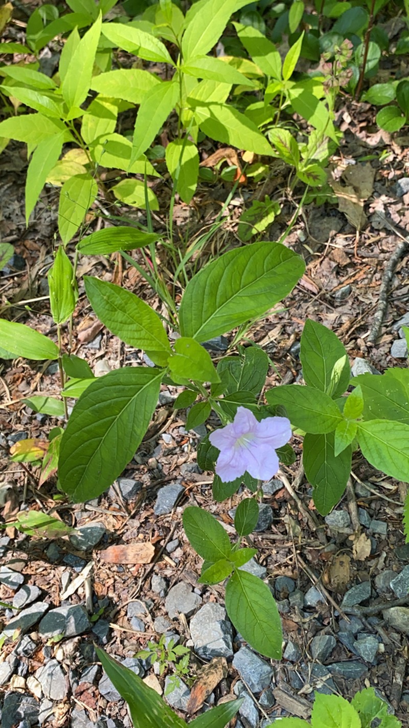 Pursh's Wild Petunia photo 7