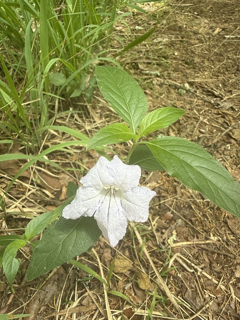 Pursh's Wild Petunia photo 8