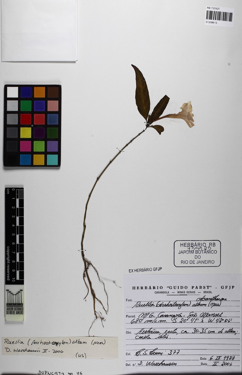 Ruellia riedeliana