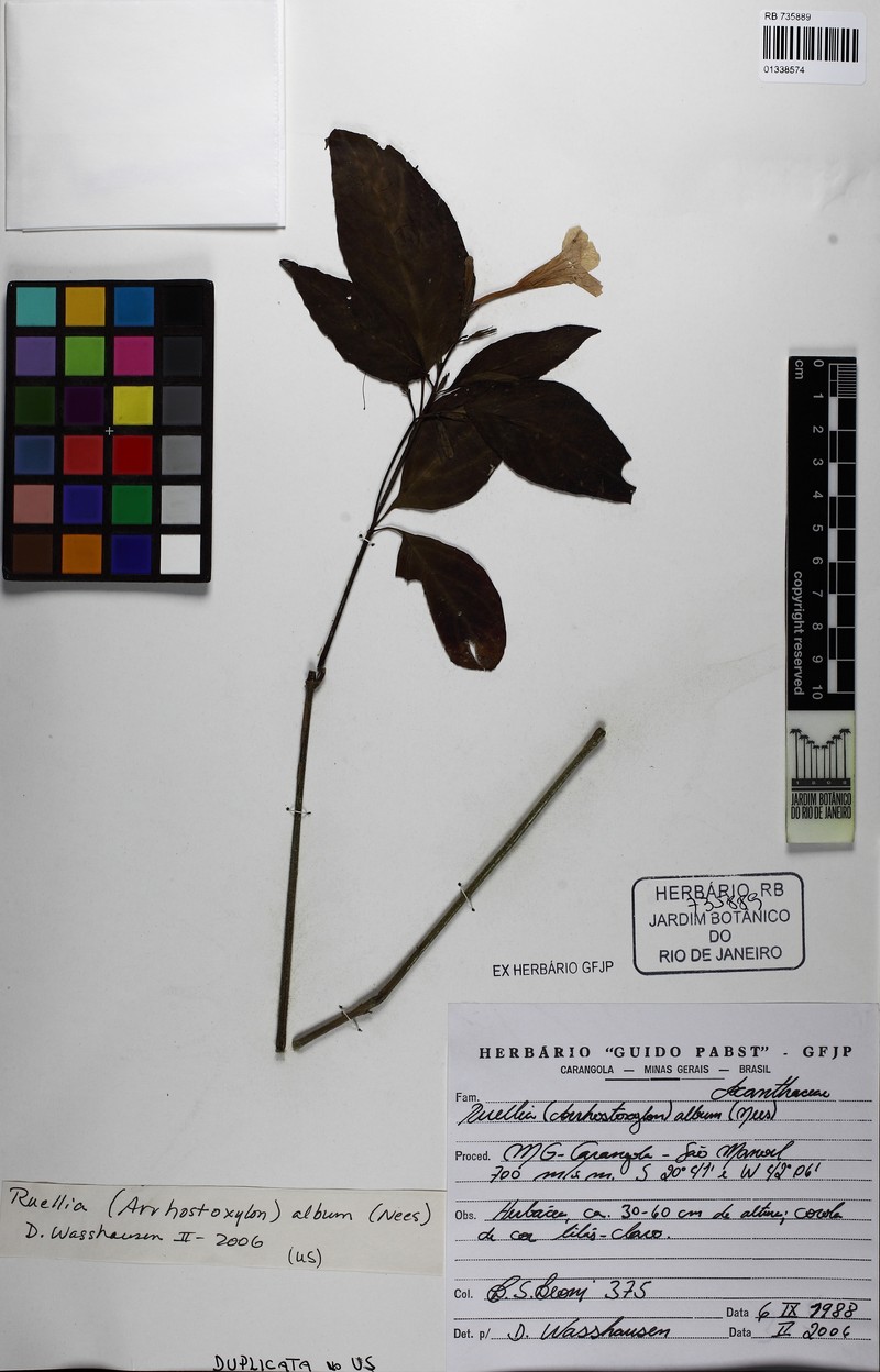 Ruellia riedeliana photo 2
