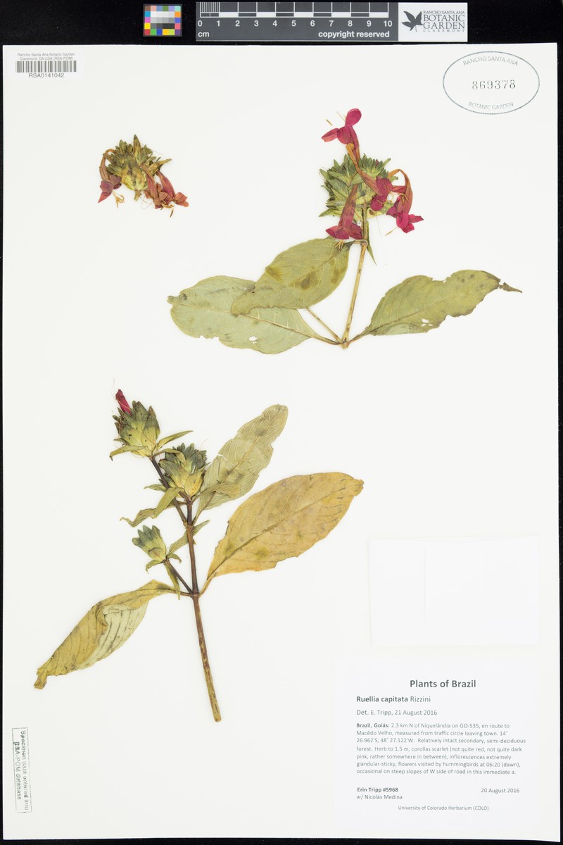 Ruellia scarlatina