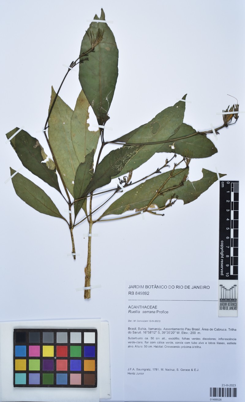 Ruellia serrana