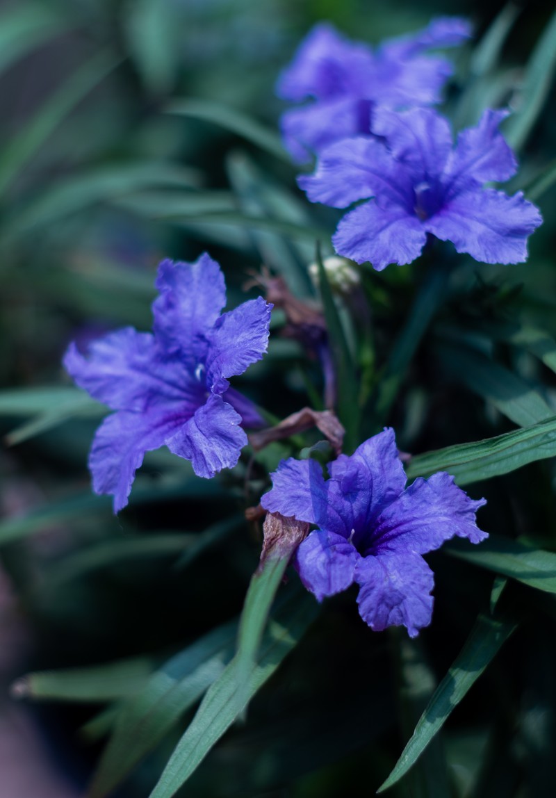 Softseed Wild Petunia