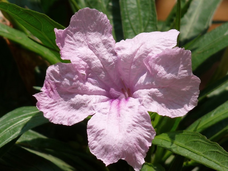 Softseed Wild Petunia photo 4