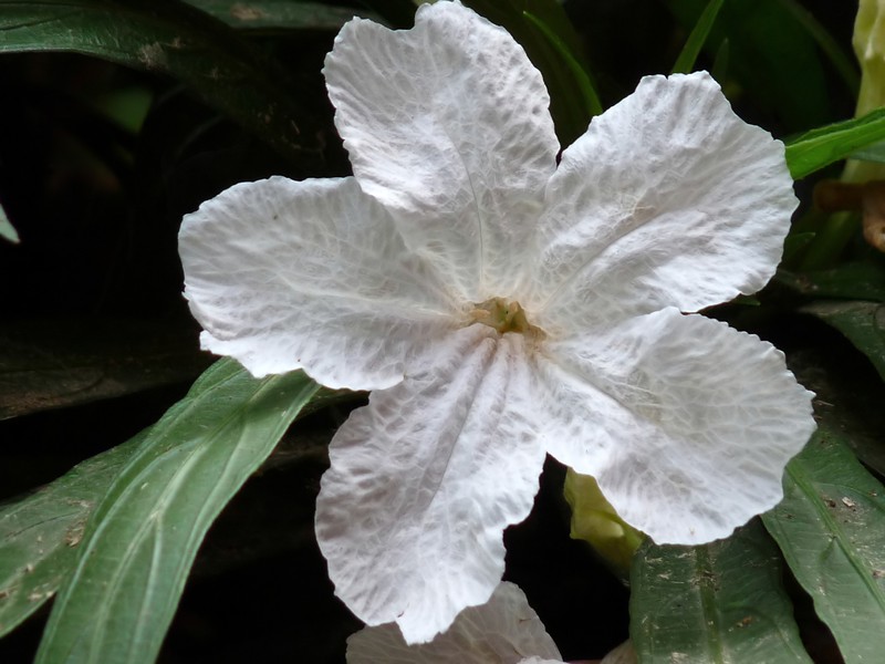 Softseed Wild Petunia photo 5