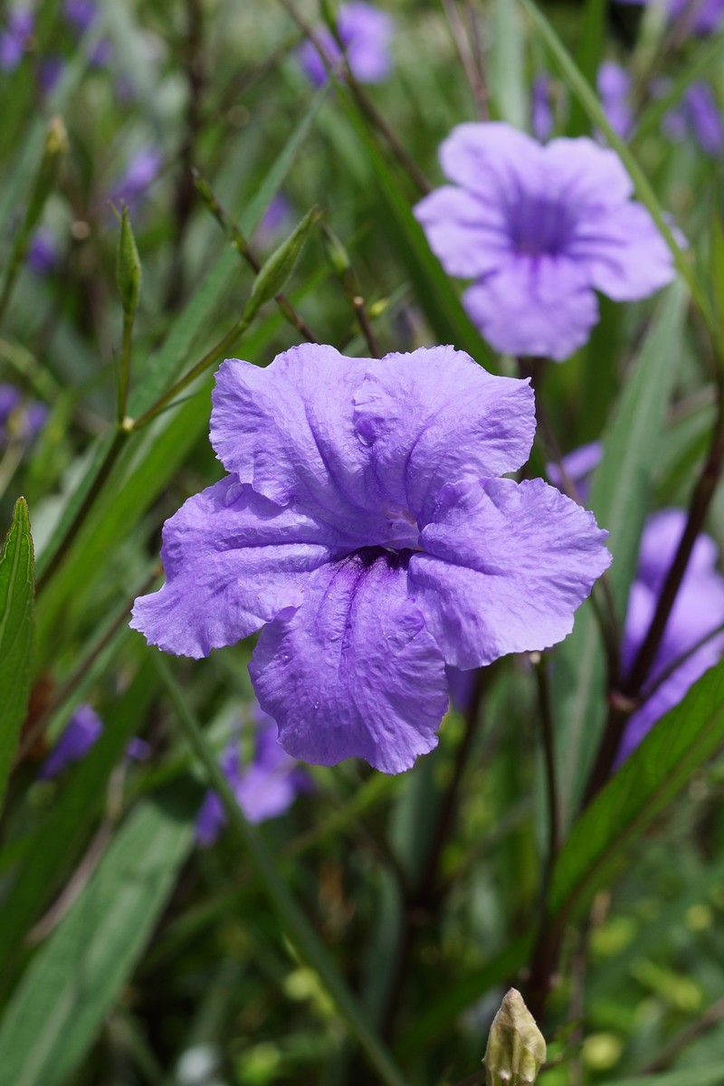 Softseed Wild Petunia photo 6
