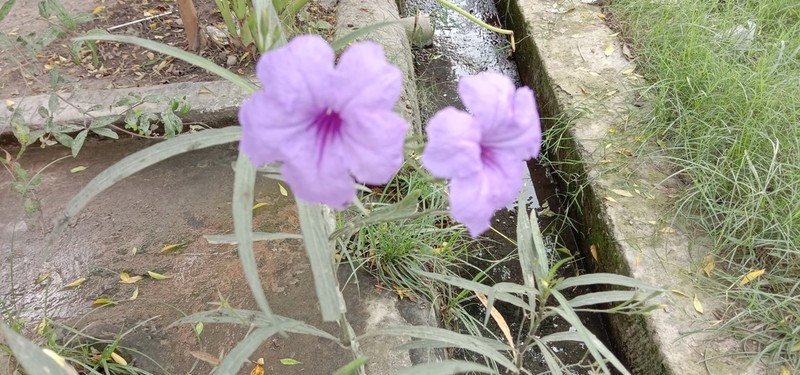 Softseed Wild Petunia photo 5