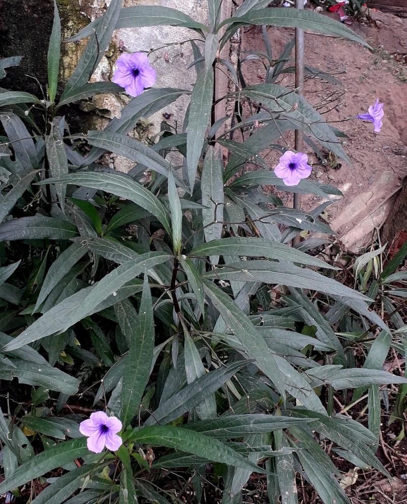 Softseed Wild Petunia photo 6