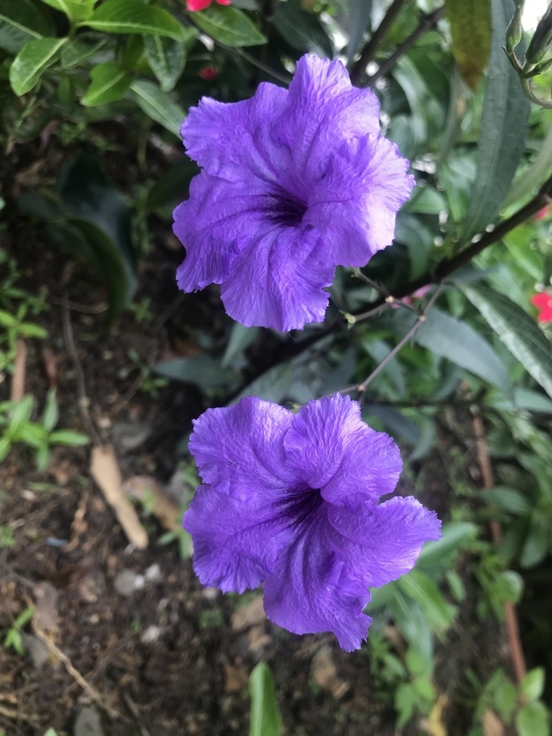 Softseed Wild Petunia photo 7