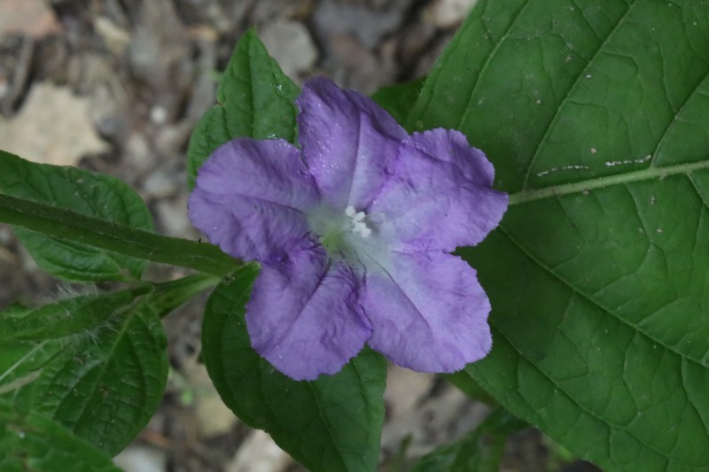 Limestone Wild Petunia photo 2