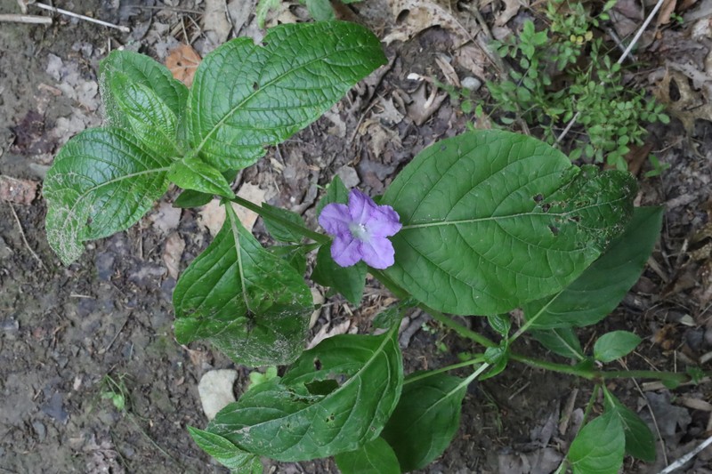Limestone Wild Petunia photo 3