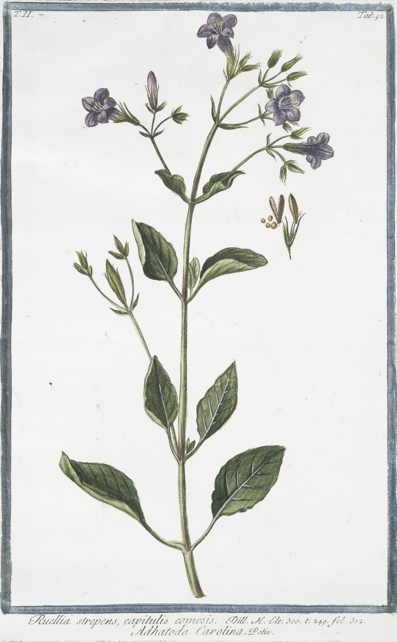 Limestone Wild Petunia