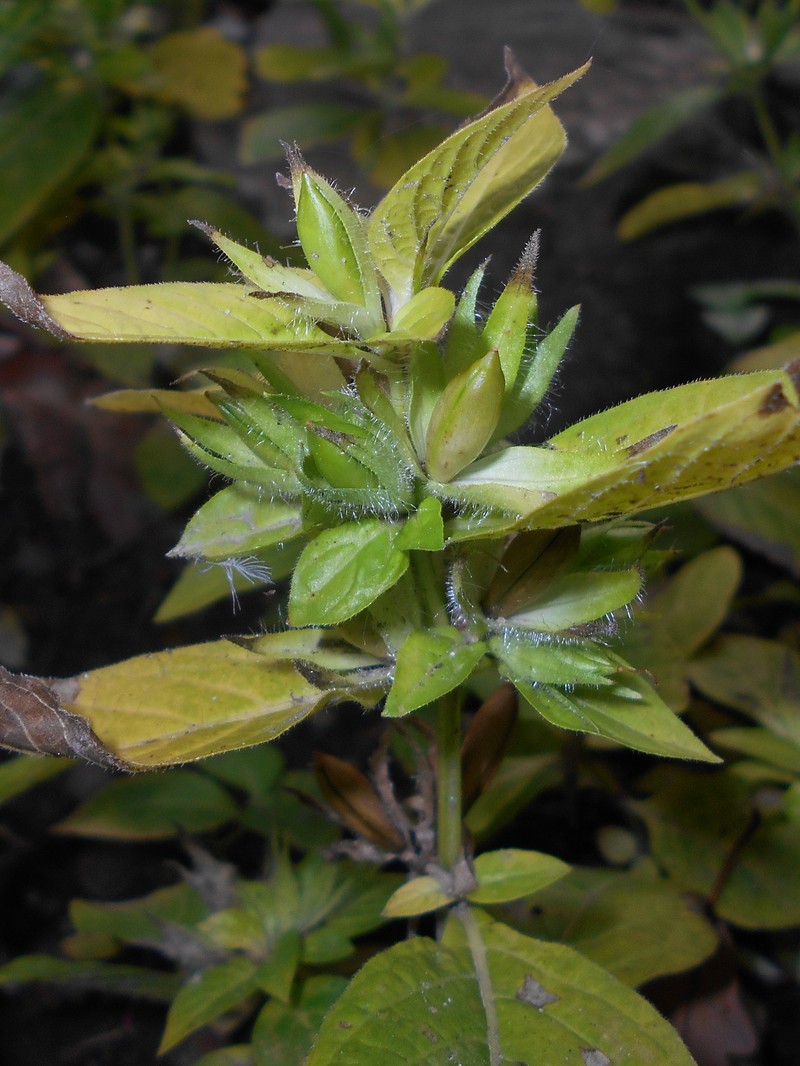 Limestone Wild Petunia photo 4