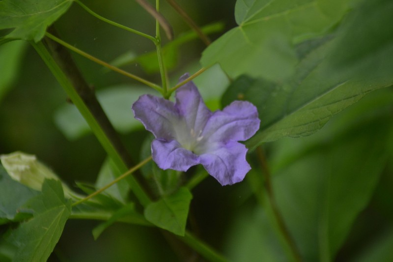 Limestone Wild Petunia photo 4