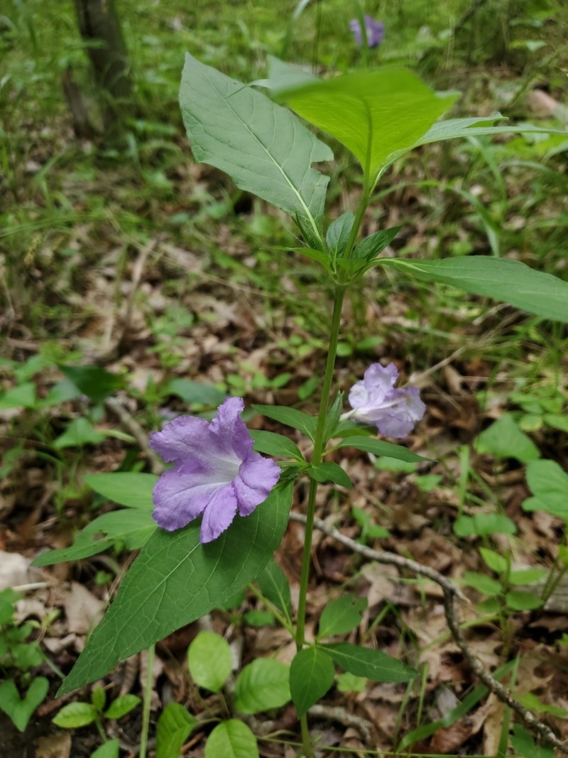 Limestone Wild Petunia photo 6