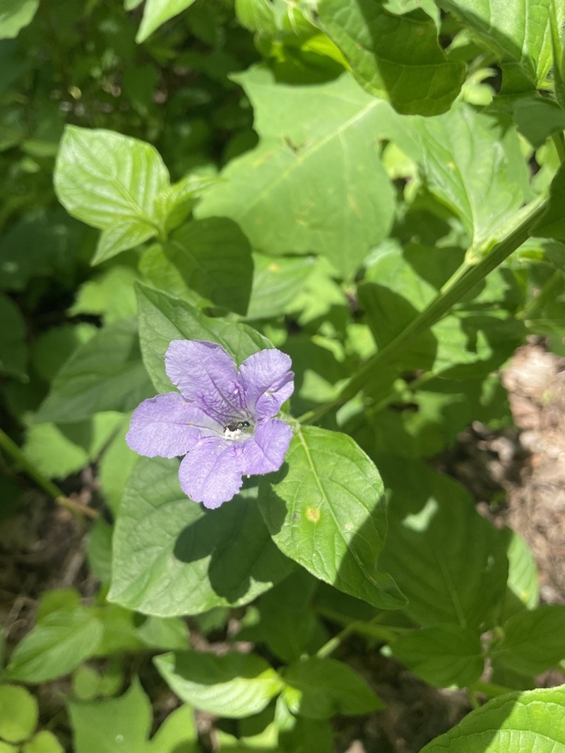 Limestone Wild Petunia photo 8