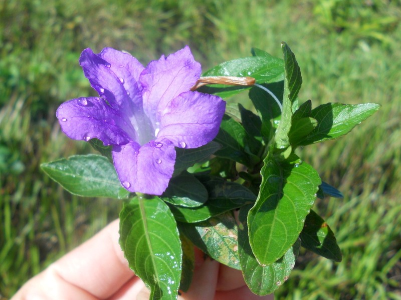 Ruellia taboleirana