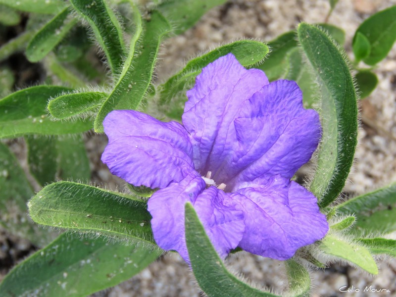 Ruellia taboleirana photo 2